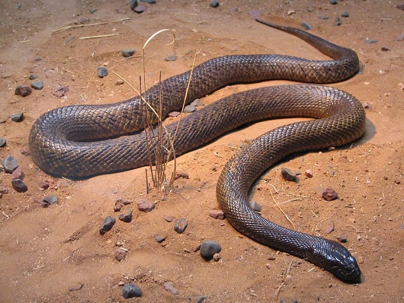 Serpent-du-désert